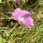Malva punctata - Punktierte Strauchpappel