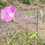 Malva punctata - Punktierte Strauchpappel