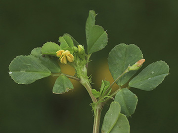 Medicago polymorpha
