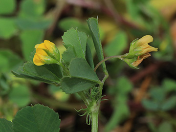 Medicago polymorpha