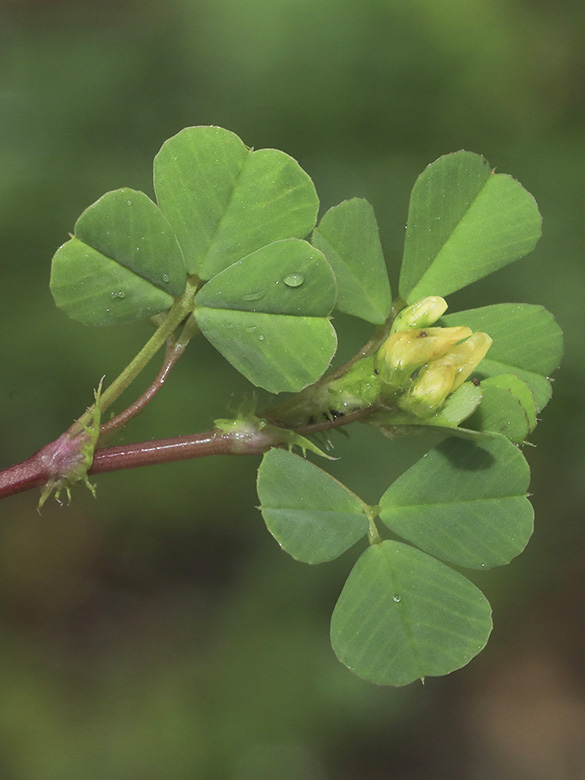 Medicago polymorpha
