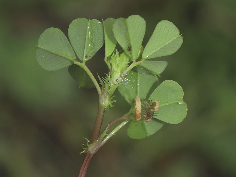 Medicago polymorpha