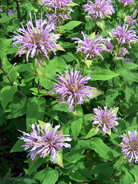 Monarda fistulosa