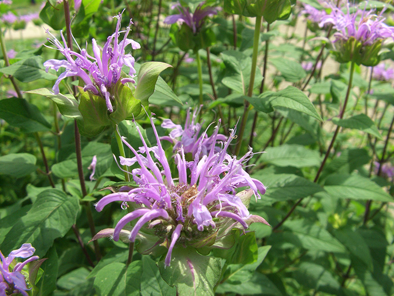 Monarda fistulosa