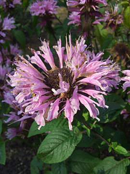 Monarda fistulosa