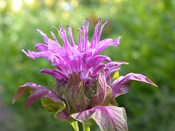 Monarda fistulosa Croftway Pink