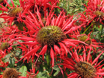 Monarda fistulosa Gardenview Scarlet