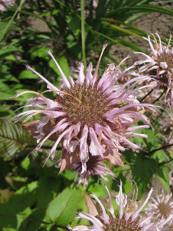 Monarda russeliana