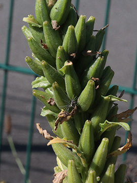 Oenothera issleri