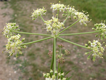 Peucedanum carvifolia