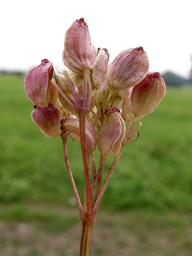 Peucedanum carvifolia