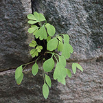Pseudofumaria lutea - Gelber Lerchensporn