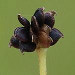Ranunculus acris - Scharfer Hahnenfuß
