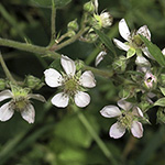 Rubus adornatoides - Schmuckartige Brombeere