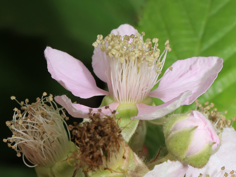 Rubus amiantinus