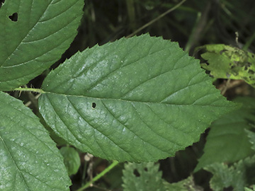 Rubus apricus