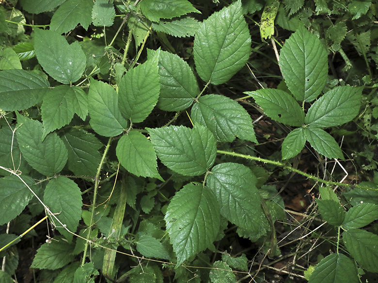 Rubus apricus