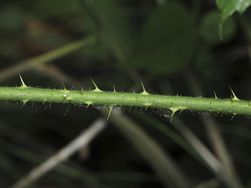 Rubus apricus