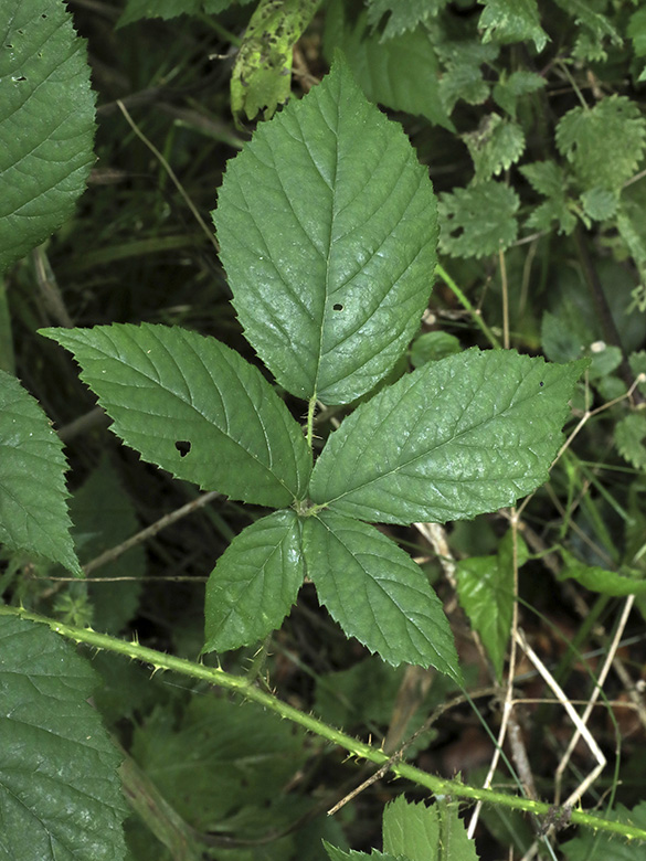 Rubus apricus