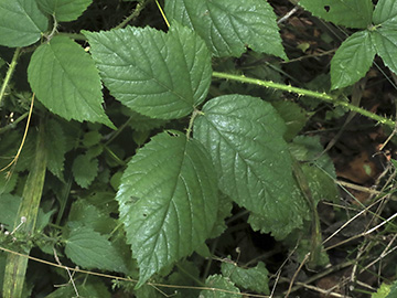 Rubus apricus