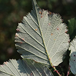 Rubus arduennensis - Ardennen-Brombeere