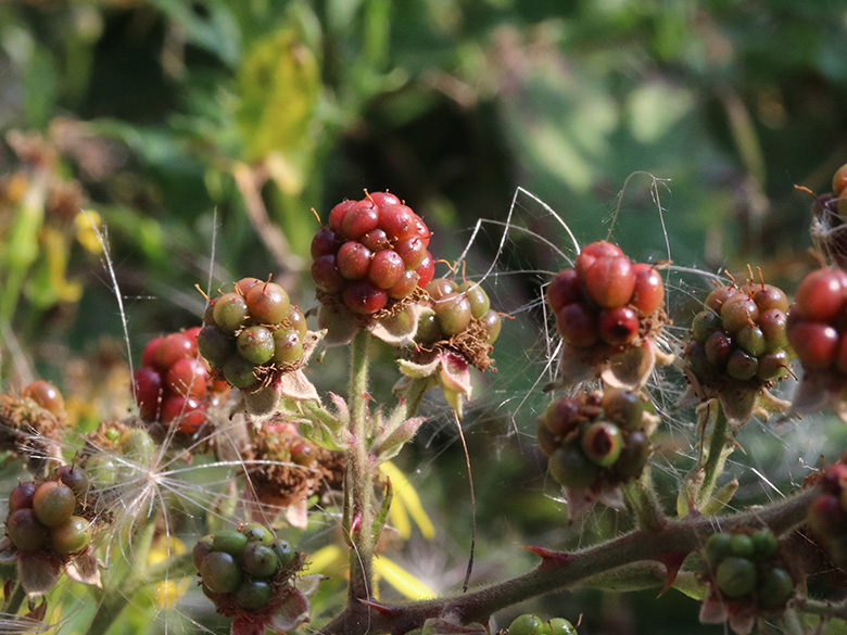 Rubus arduennensis
