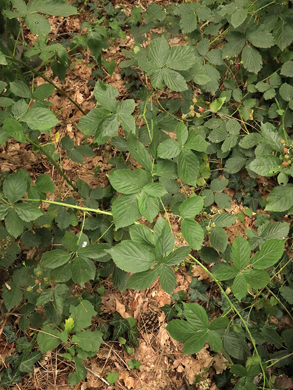 Rubus arrheniiformis