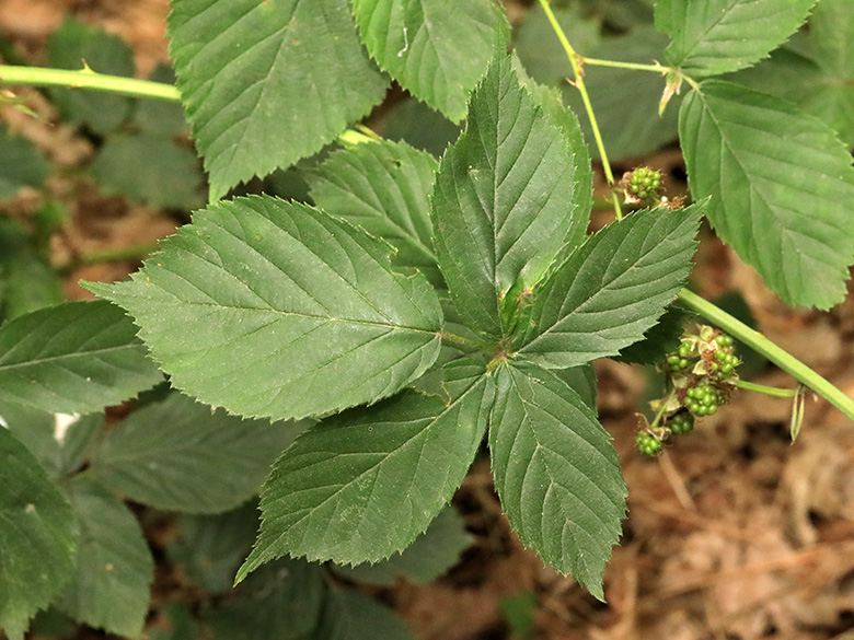 Rubus arrheniiformis
