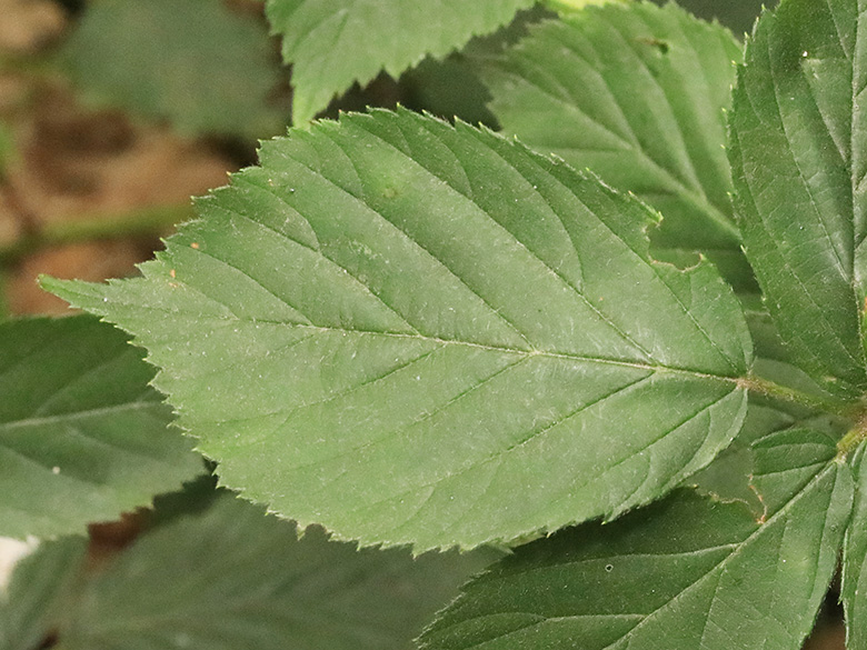 Rubus arrheniiformis