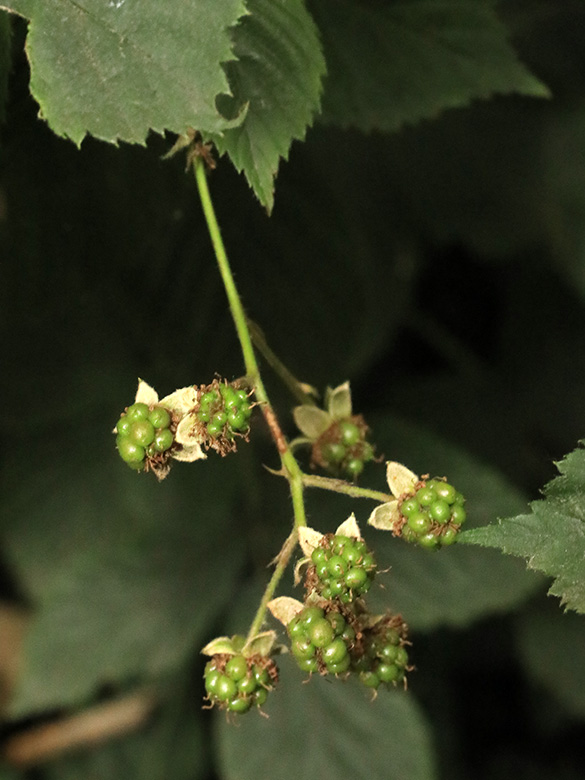Rubus arrheniformis
