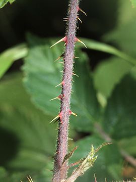 Rubus asperidens