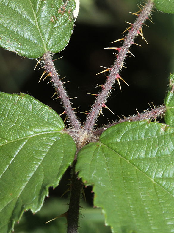 Rubus asperidens