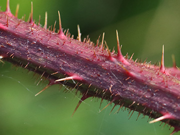 Rubus atrovinosus