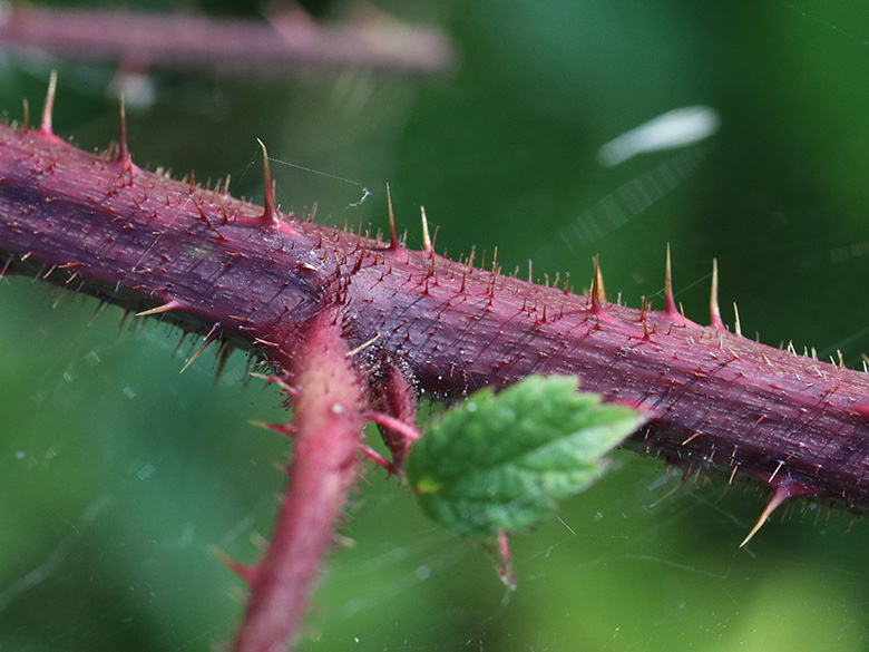 Rubus atrovinosus
