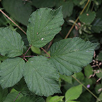 Rubus bifrons - Zweifarbige Brombeere