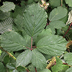 Rubus bifrons - Zweifarbige Brombeere