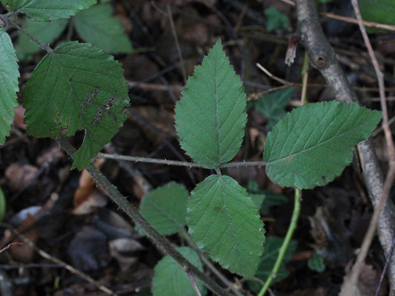 Rubus bochumensis