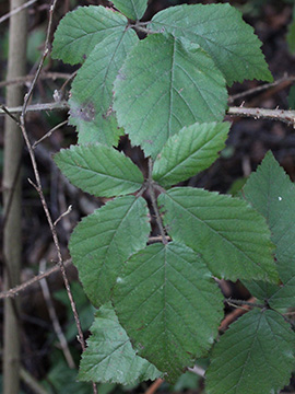 Rubus bochumensis