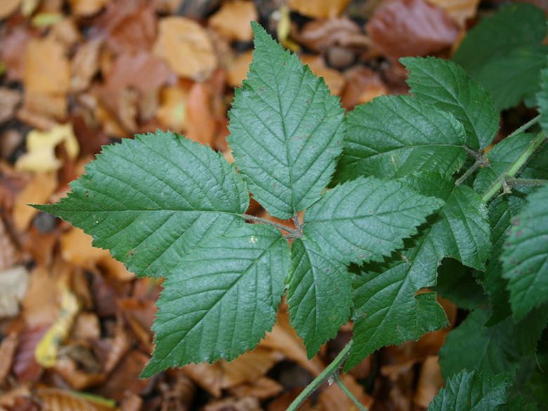 Rubus bochumensis