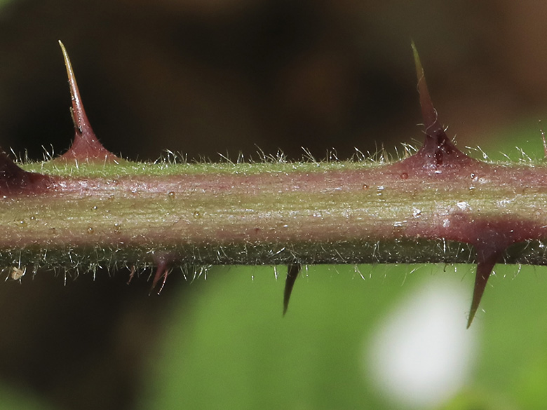 Rubus bombycinus