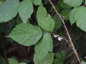 Rubus braeuckeri
