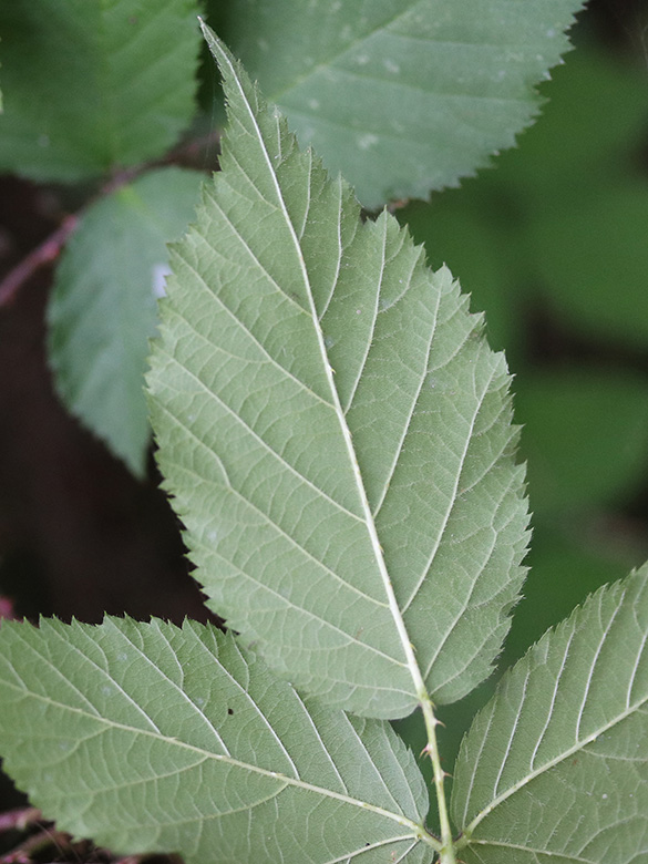 Rubus braeuckeri