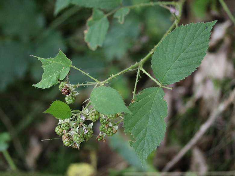 Rubus braeuckeri