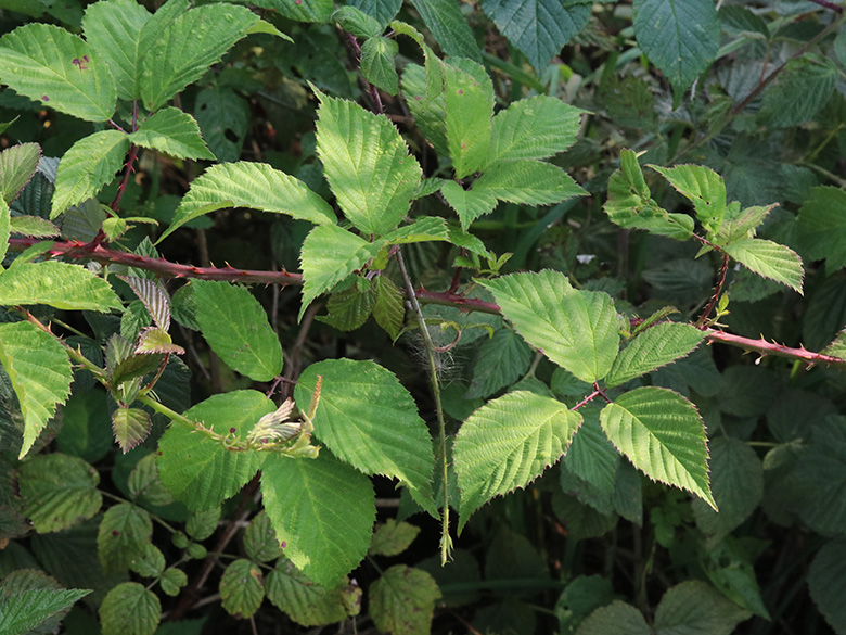 Rubus braeuckeri