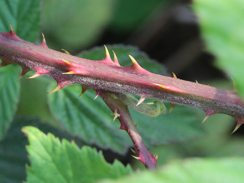 Rubus braeuckeri