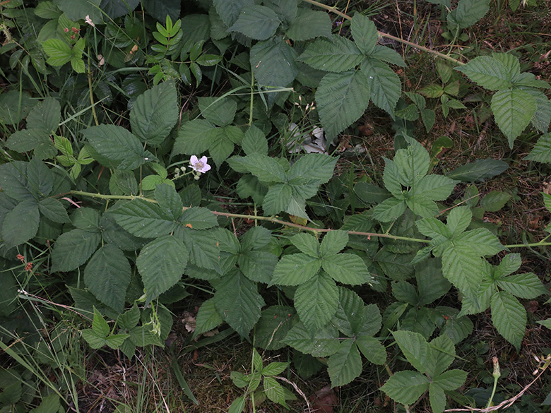 Rubus buescherianus