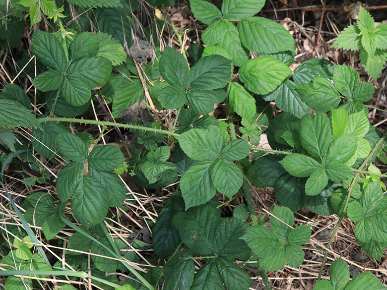 Rubus calvus