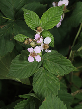 Rubus calvus