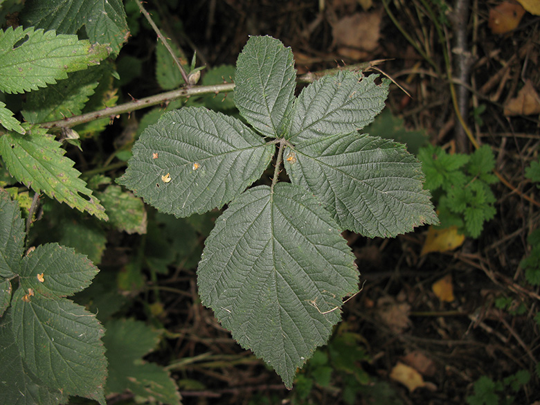 Rubus camptostachys