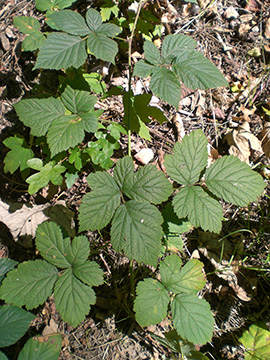 Rubus camptostachys